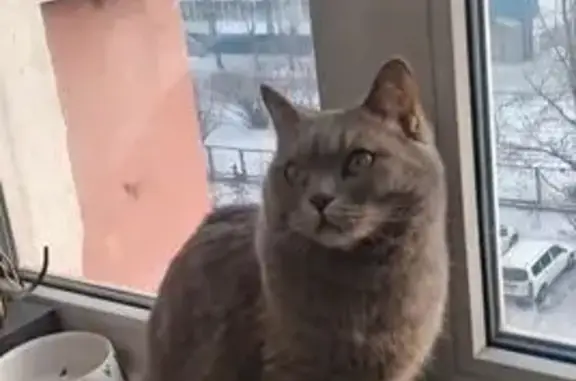 Пропала кошка, 50, Чита - серая с жёлтыми глазами - photo