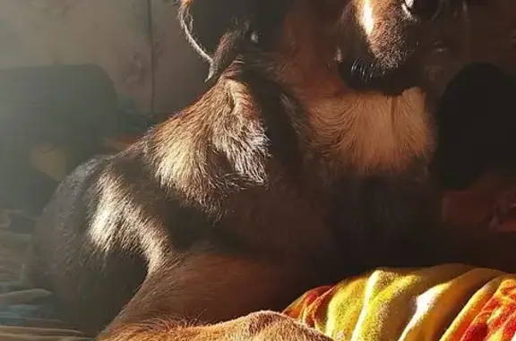 Пропала собака, женский пол, улица Дзержинского, городское поселение Кунья - photo