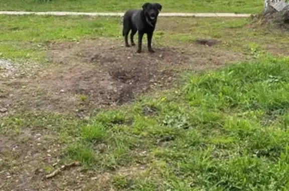 Пропал собака, улица Академика Сахарова, 41А, Томск - кобель метис лабрадора - photo