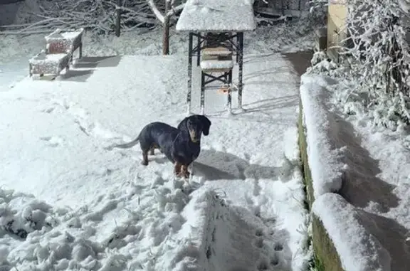 Пропал собака, Калужская улица, Новороссийск - свежая рана от укуса - photo