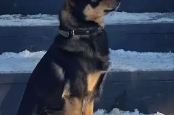 Найдена собака, Красноозёрное, фото: Найден собака, мужской, турбаза «Горки», Красноозёрное
