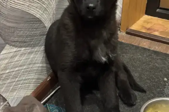 Найдена собака, Иркутск, фото: Найдена собака, улица Баумана, 212, Иркутск - чёрная с белым пятнышком