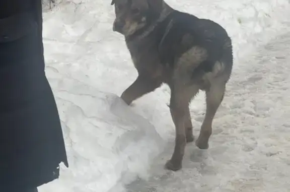 Объявления о пропавших и найденных животных, Липецк, фото: Найден собака, улица Скороходова, 11, городской округ Липецк - добрый