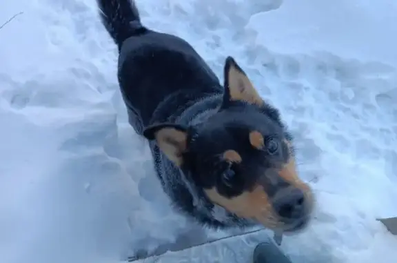Пропала собака, улица Гончарова, 19, Тула - пёс слепой с ошейником - photo