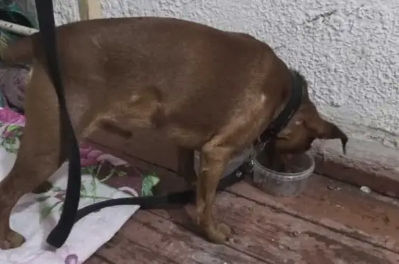 Объявления о пропавших и найденных животных, Уфа, фото: Найден собака, улица Богдана Хмельницкого, Уфа