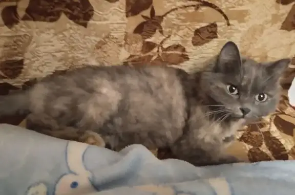 Объявления о пропавших и найденных животных, Барнаул, фото: Найдена кошка, Прудской переулок, 29, Барнаул - трёхцветная с тёмным окрасом