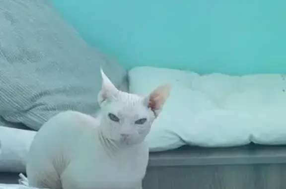 Кот породы сфинкс, хвост серого цвета. Некастрированный