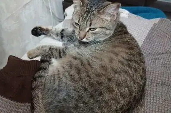 Найденные животные Чебоксары, фото: Найдена кошка, улица Ашмарина, 10, Чебоксары - очень ласковая и воспитанная