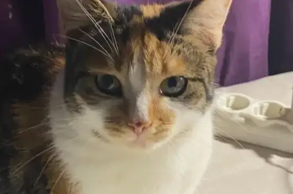 Пропала кошка, Курляндская улица, 22-24, Санкт-Петербург - вышла из квартиры - photo