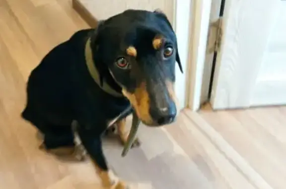 Найдена собака, Калининград, фото: Найден собака, Борисовский бульвар, 17 к1, Калининград - похож на помесь ягдтерьера