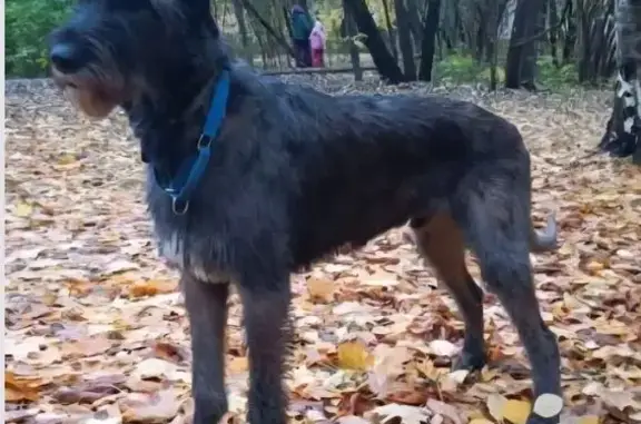 Пропала собака, Профсоюзная улица, Москва - ирландский волкодав, мальчик - photo