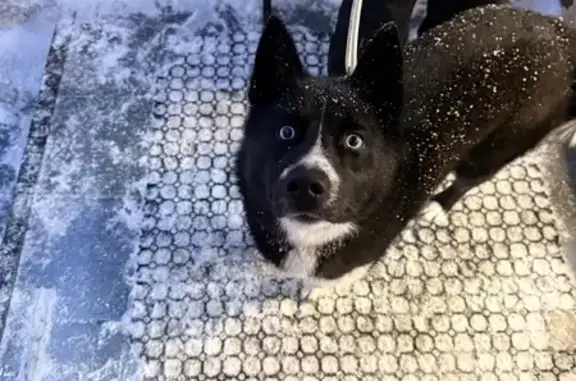 Найдена собака, Киров, фото: Найден собака, улица Риммы Юровской, Киров - ошейник «я люблю играть»