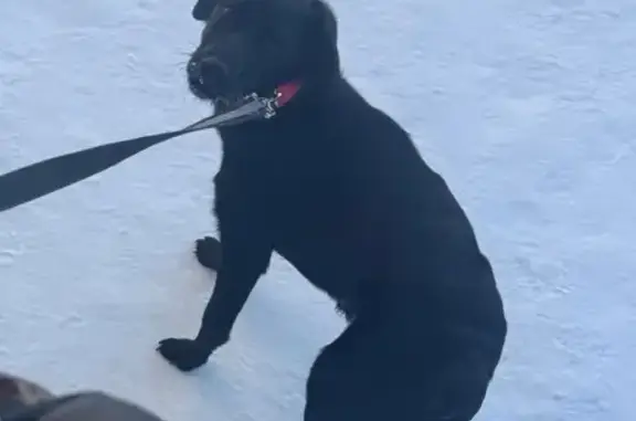 Пропала собака, Студенецкая набережная, городской округ Тамбов - чёрная с красным ошейником - photo