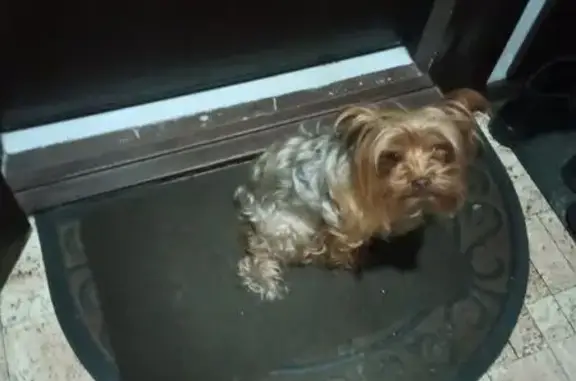 Найденные животные Саратов, фото: Найден собака, Большая Горная улица, 161, Саратов - грустит и ждёт хозяев