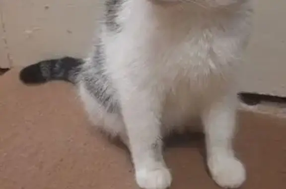 Найдена кошка, ЗАТО Знаменск, фото: Найдена кошка, улица Толбухина, 5, ЗАТО Знаменск - трёхцветная, породистая