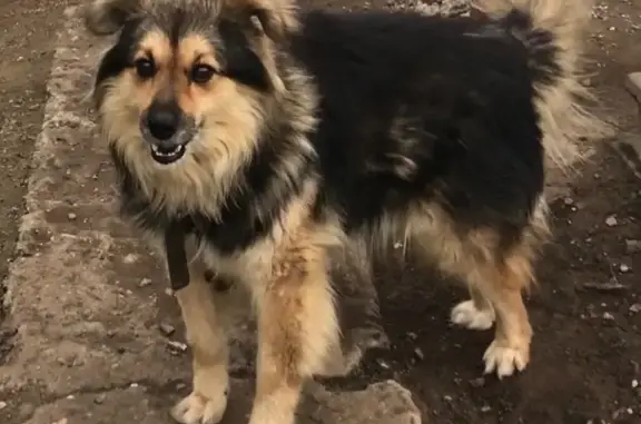 Пропала собака, Госпитомник, Волгоградская область - лохматый, дружелюбный, в красном ошейнике - photo