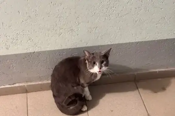 Объявления о пропавших и найденных животных, Таганрог, фото: Найден кот, Транспортная улица, 1, Таганрог - серый с желтым ошейником