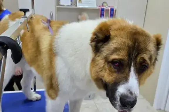 Потерянные животные Пушкино, фото: Пропал собака, Колхозная улица, Пушкино - социализирован, не агрессивен