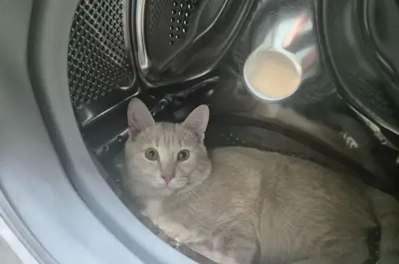 Пропал кот, Заводской проезд, 3 к25, Фрязино - 8 месяцев, синий ошейник - photo