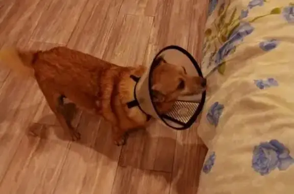 Собаки потеряшки, Череповец, фото: Потеряшка собака, мужской, улица Ломоносова, Череповец