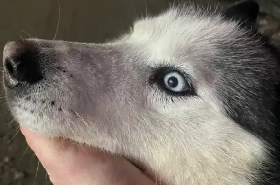 Объявления о пропавших и найденных животных, Крохово, фото: Найдена собака, шоссе Космонавтов, 427, Крохово - ухоженная хаски с ошейником