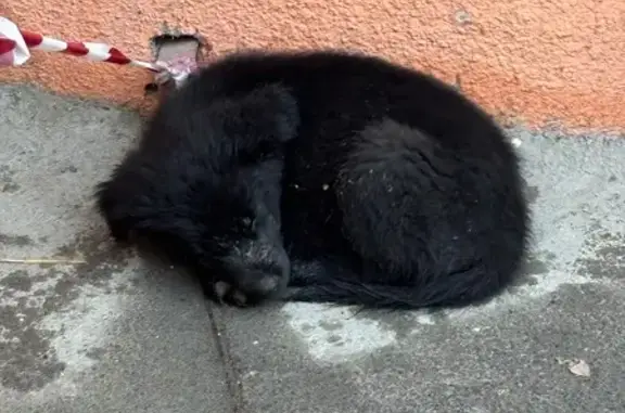 Найдена собака, Таганрог, фото: Найден собака, улица Зои Космодемьянской, 16, Таганрог - черная с белым пятном на груди