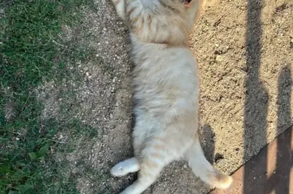 Пропал кот, улица Казубского, 32, Ельня - photo