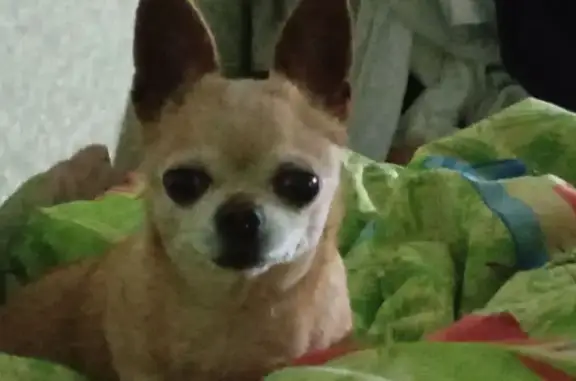 Пропала собака, Михайловск, Ставропольский край - рыжая с беловатой мордочкой - photo