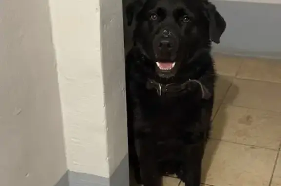 Найдена собака, Томск, фото: Найден собака, мужской, улица Ивановского, Томск - кожаный ошейник шоколадного цвета