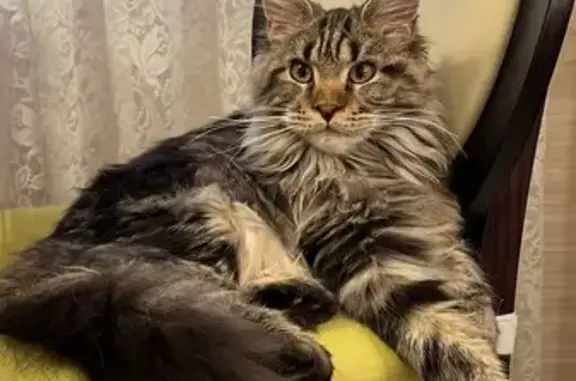 Кошки потеряшки, Москва, фото: Потеряшка кошка, Боровское шоссе (дублёр), 37, Москва - молоденькая и ласковая