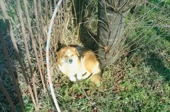 Найдена собака, Краснодар, фото: Найдена собака, Бородинская улица, 89, Краснодар - окрас 3х цветный