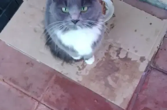 Найдена кошка, Нижний Новгород, фото: Найдена кошка, улица Краснодонцев, 23, Нижний Новгород - дымчатый окрас, пушистая