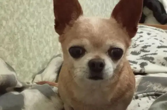 Пропала собака, Широкая улица, Михайловск - рыжая с беловатой мордочкой - photo