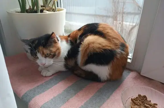 Найденные животные Новороссийск, фото: Найдена кошка, улица Чайковского, Новороссийск - трёхцветная, сиреневый ошейник