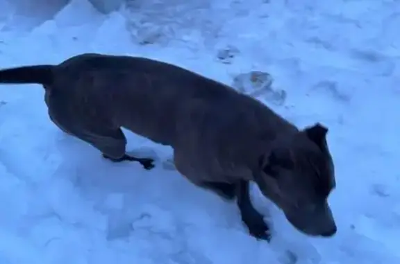 Найдена собака, Екатеринбург, фото: Найден собака, улица Софьи Перовской, 113, Екатеринбург - предположительно стафф или пит