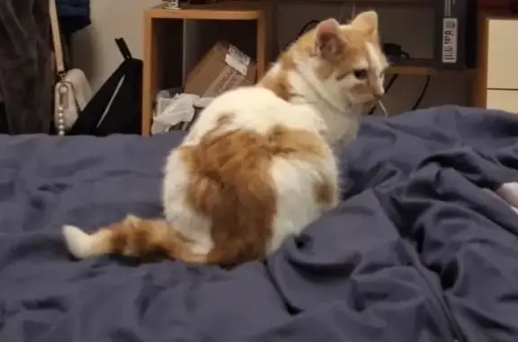 Пропал кот, Пионерский переулок, 8, Анапа - рыжа-белый, возраст 4-5 месяцев - photo