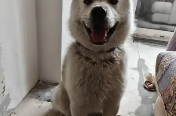 Найдена собака, Балашиха, фото: Найден собака, улица Орджоникидзе, 4, Балашиха - хаски с ошейником