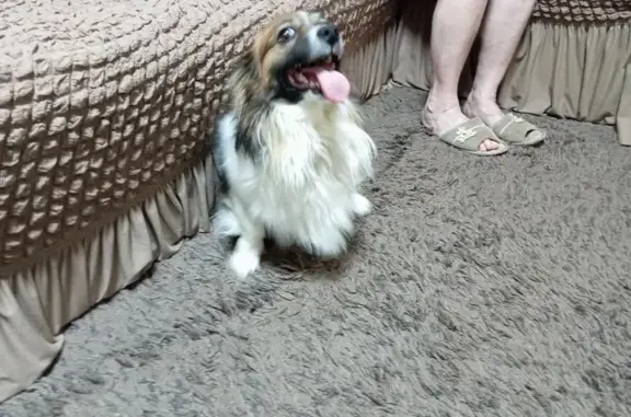 Найдена собака, Тамбов, фото: Найдена собака, мужской, Воронежская улица, 88Б, городской округ Тамбов