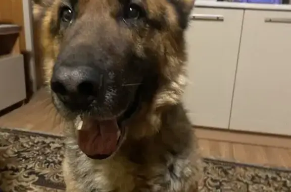 Порода немецкая овчарка мальчик