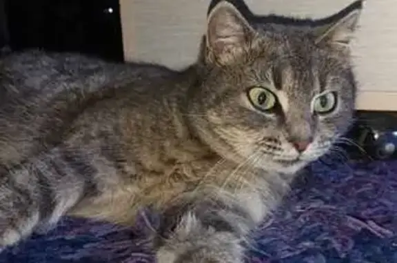 Найденные животные Каменск-Шахтинский, фото: Найдена кошка, переулок Башкевича, 98, Каменск-Шахтинский - серая, похожа на домашнюю