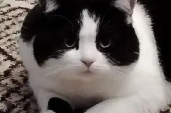 Пропал кот, Садовая улица, 299, Краснодар - черно-белый, доброе поведение - photo