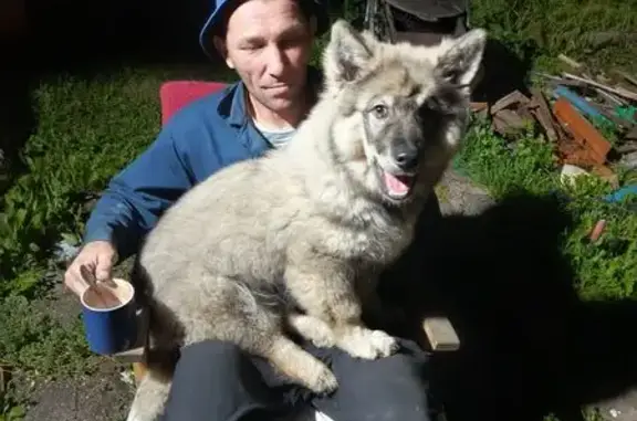 Пропал собака, мужской, Лазурная улица, Челябинск - окрас похожий на волка - photo