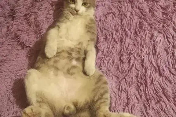 Пропал кот, 63К-00490, Берёзовка - вислоухий, бело дымчатый окрас - photo