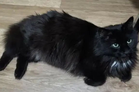 Потерянные животные Белебей, фото: Пропал кот, Интернациональная улица, 134, Белебей - чёрный с зелёными глазами