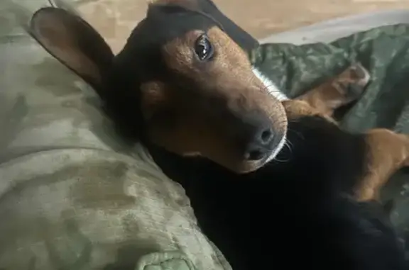 Объявления о пропавших и найденных животных, Орёл, фото: Найдена собака, улица Пушкина, 115А, Орёл - такса