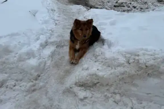 Найдена собака, Подольск, фото: Найдена собака с красным ошейником, Рабочая улица, 38, Подольск