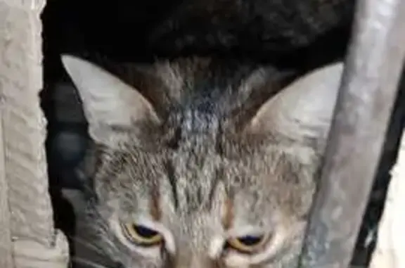 Объявления о пропавших и найденных животных, Ростов-на-Дону, фото: Найдена кошка, Газетный переулок, 102/159, Ростов-на-Дону - домашняя и ласковая