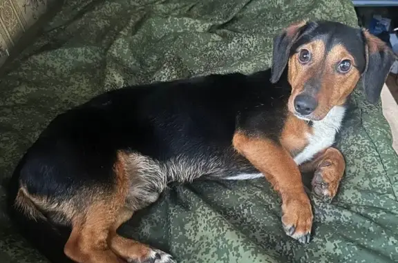 Объявления о пропавших и найденных животных, Орёл, фото: Найден собака, Почтовый переулок, Орёл - такса кобель