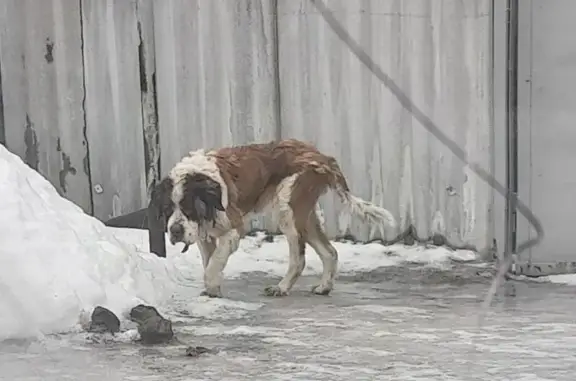 Найдена собака, Волгоград, фото: Найдена собака в ошейнике, Череповецкая улица, Волгоград