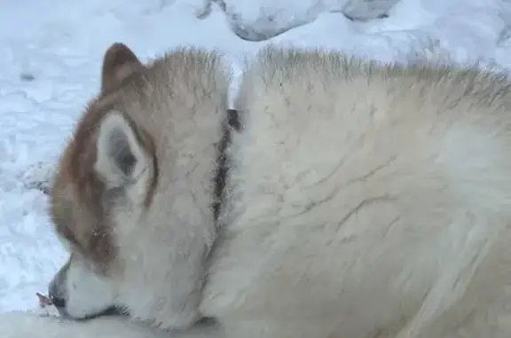 Найдена собака, Казань, фото: Найдена собака, улица Уртак, 1, Казань - обитает около помойки